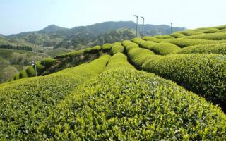 Description of sencha tea and its medicinal properties