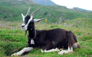 Местни жители на френските земи - алпийски кози