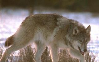 Tier Steppenwolf: Beschreibung, Bilder, Fotos und Videos aus dem Leben eines wilden Steppentiers